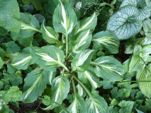 4 Hosta Enterprice