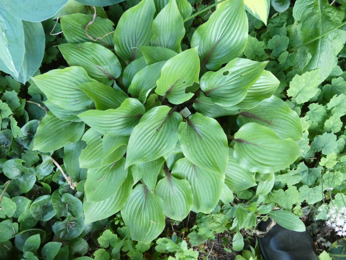 9 Hosta Almost
