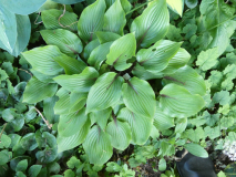 9 Hosta Almost