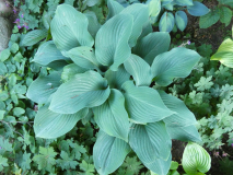 10 Hosta Blue Diamond