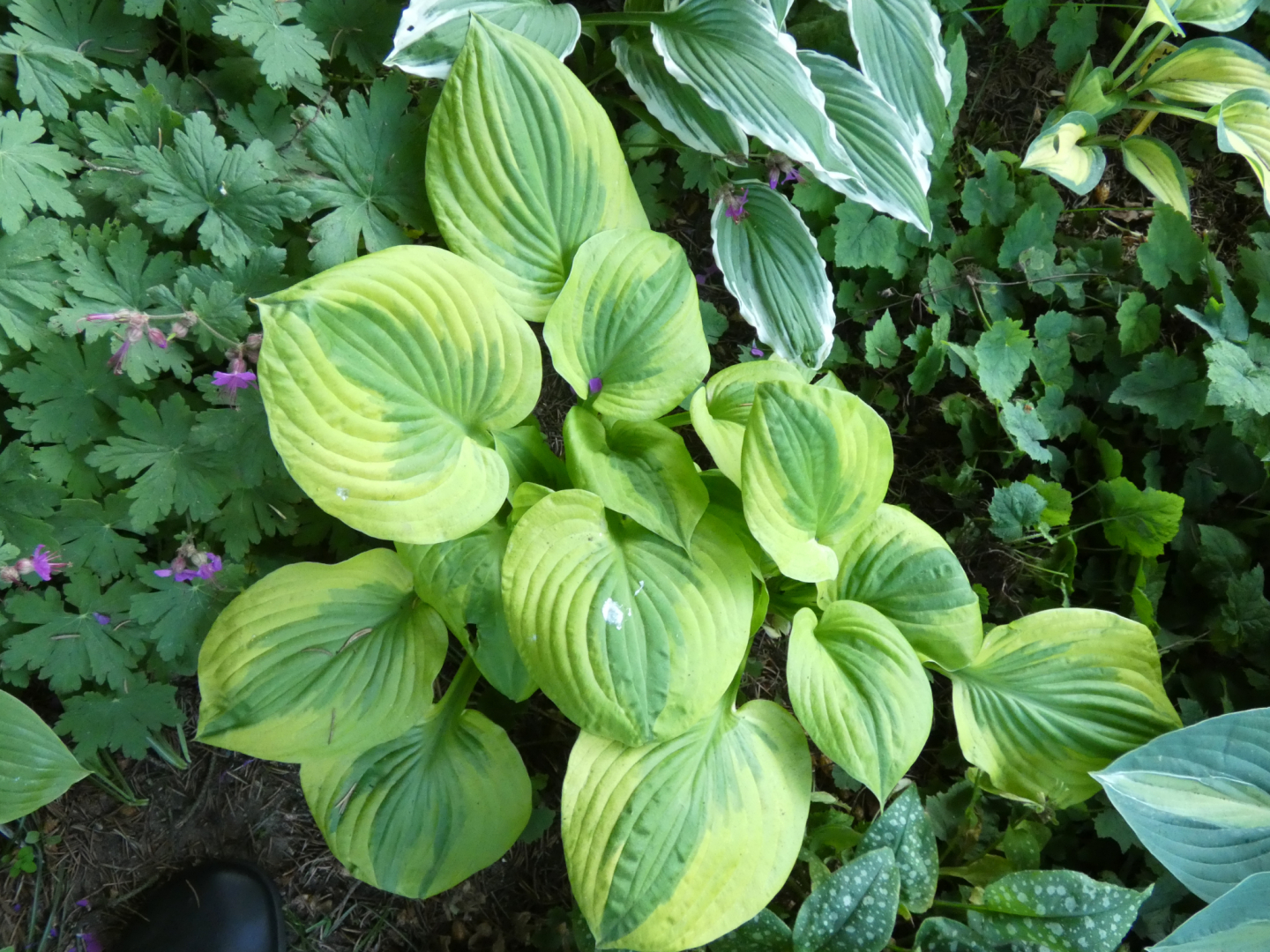 15 Hosta Summer Breeze