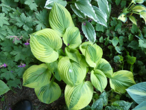 15 Hosta Summer Breeze