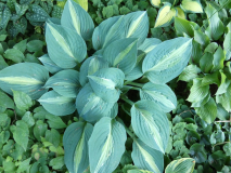 2 Hosta Kiwi Full Monty