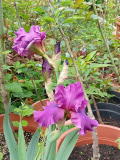 iris