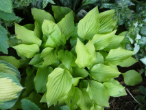 16 Hosta Lemon Lime