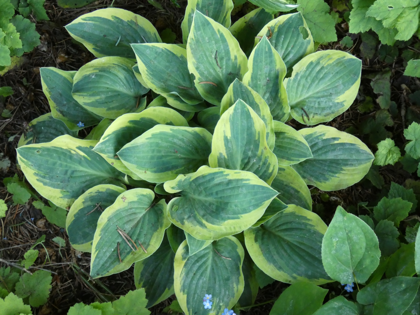 15 Hosta First Frost