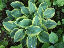 15 Hosta First Frost