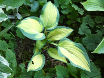 5 Hosta Orange Marmelade