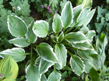 13 Hosta Albomarginata