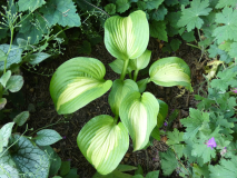 12 Hosta Summer Musik