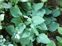 7 Hosta Awakening Angel
