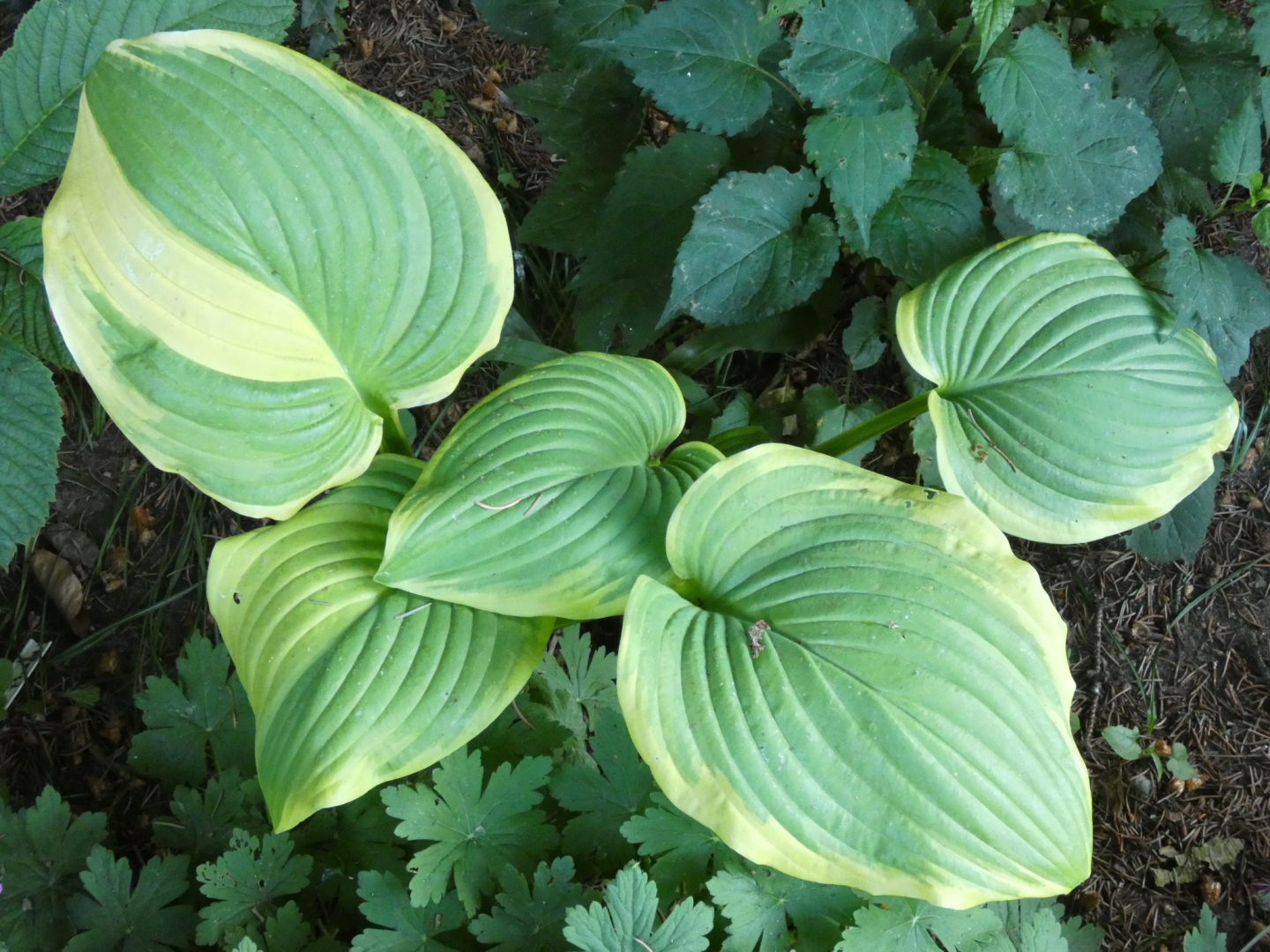1 Hosta Fragrant Bouquet