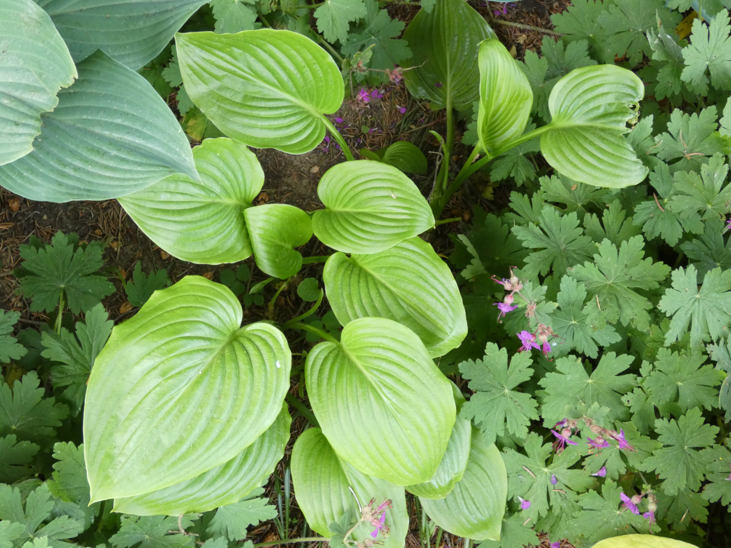 14 Hosta plantaginea v. japonica