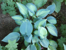 3 Hosta Justine
