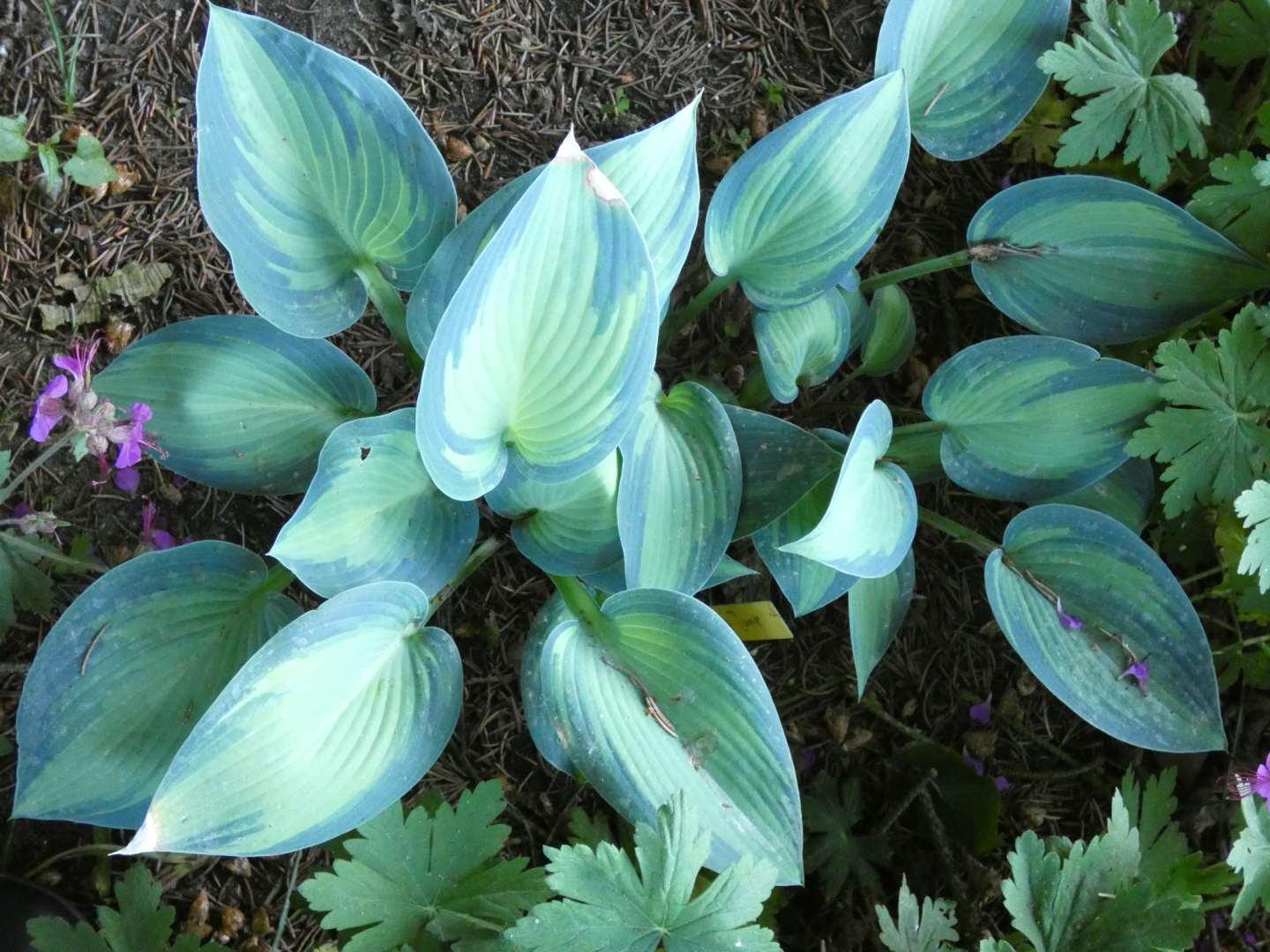 11 Hosta June