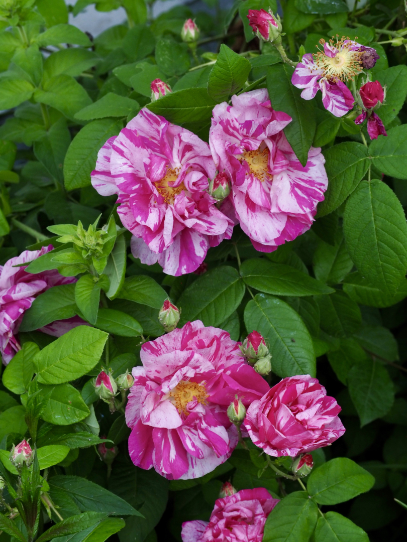 P5311694
