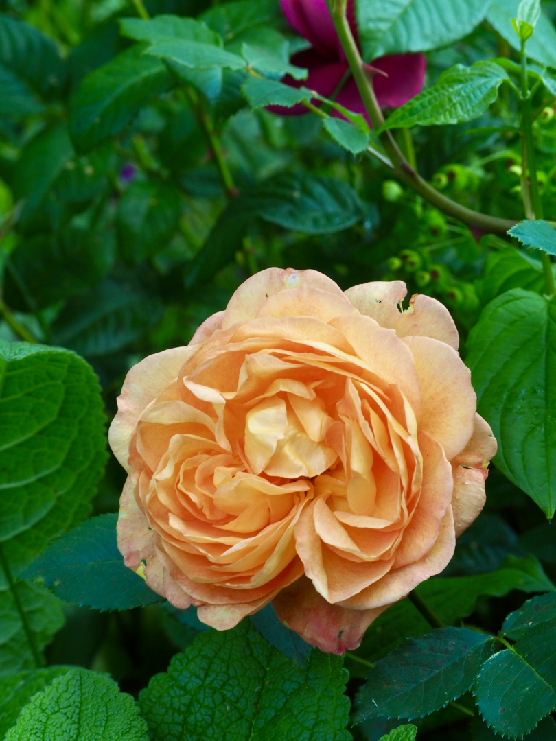 P5311687