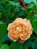 P5311687