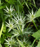 P5311681