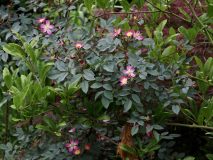 P5311670