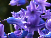 hyazinthe_blau367.jpg