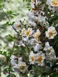 P5311716