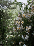 P5311715