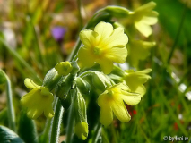 schlüsselblume256.jpg