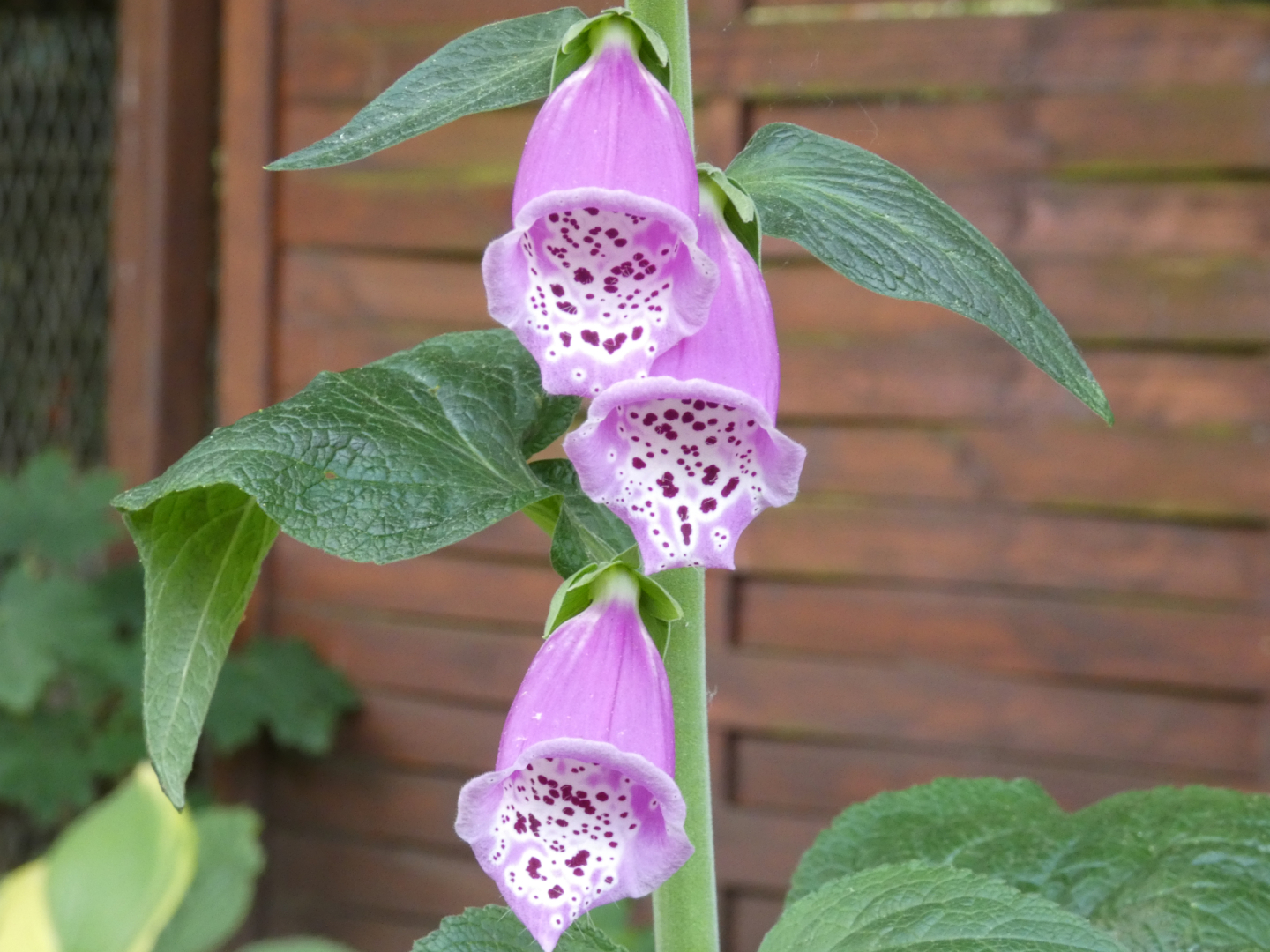 Rote Fingerhut  Digitalis purpurea
