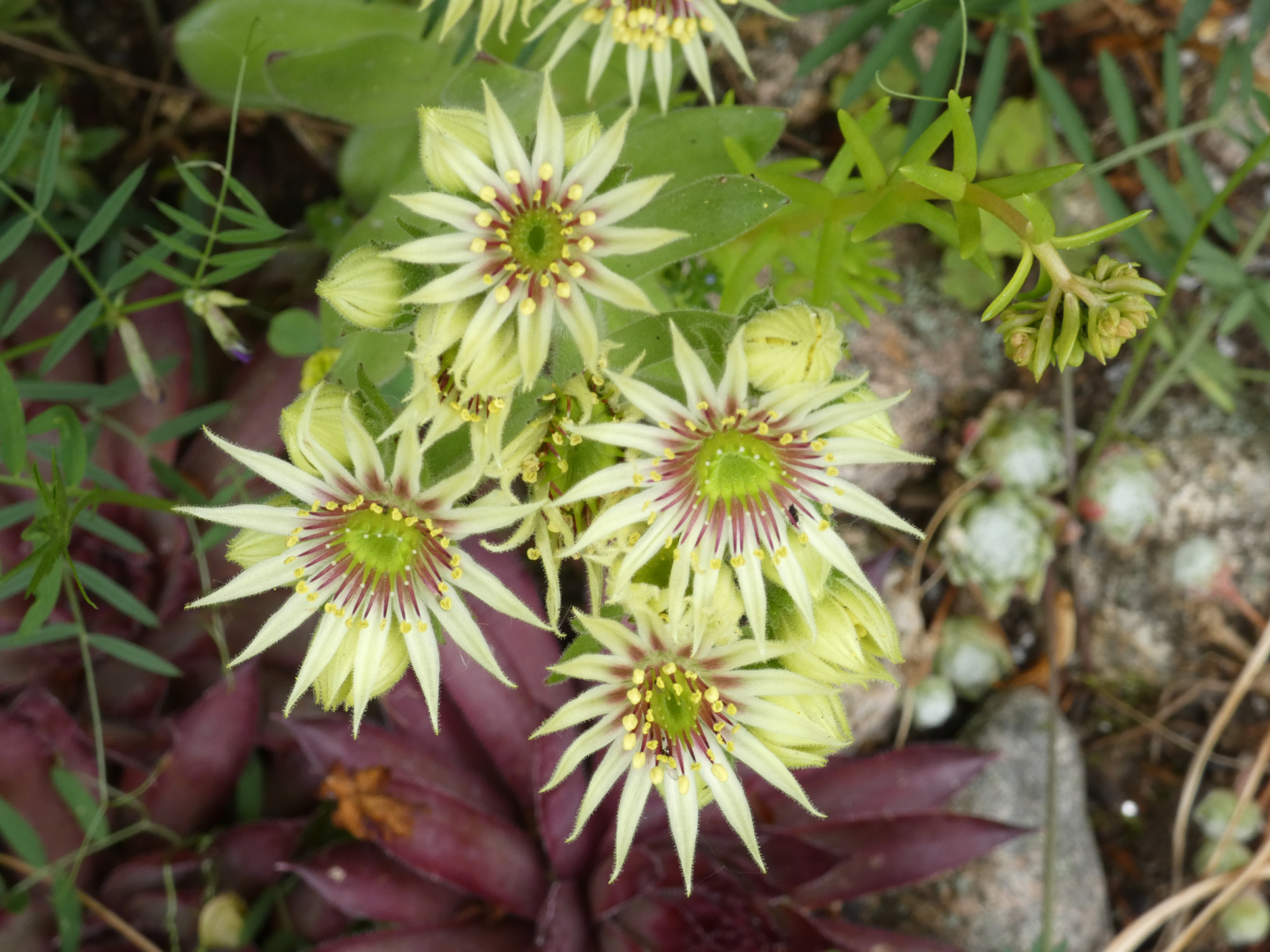 Großblütige Hauswurz   Sempervivum grandiflorum