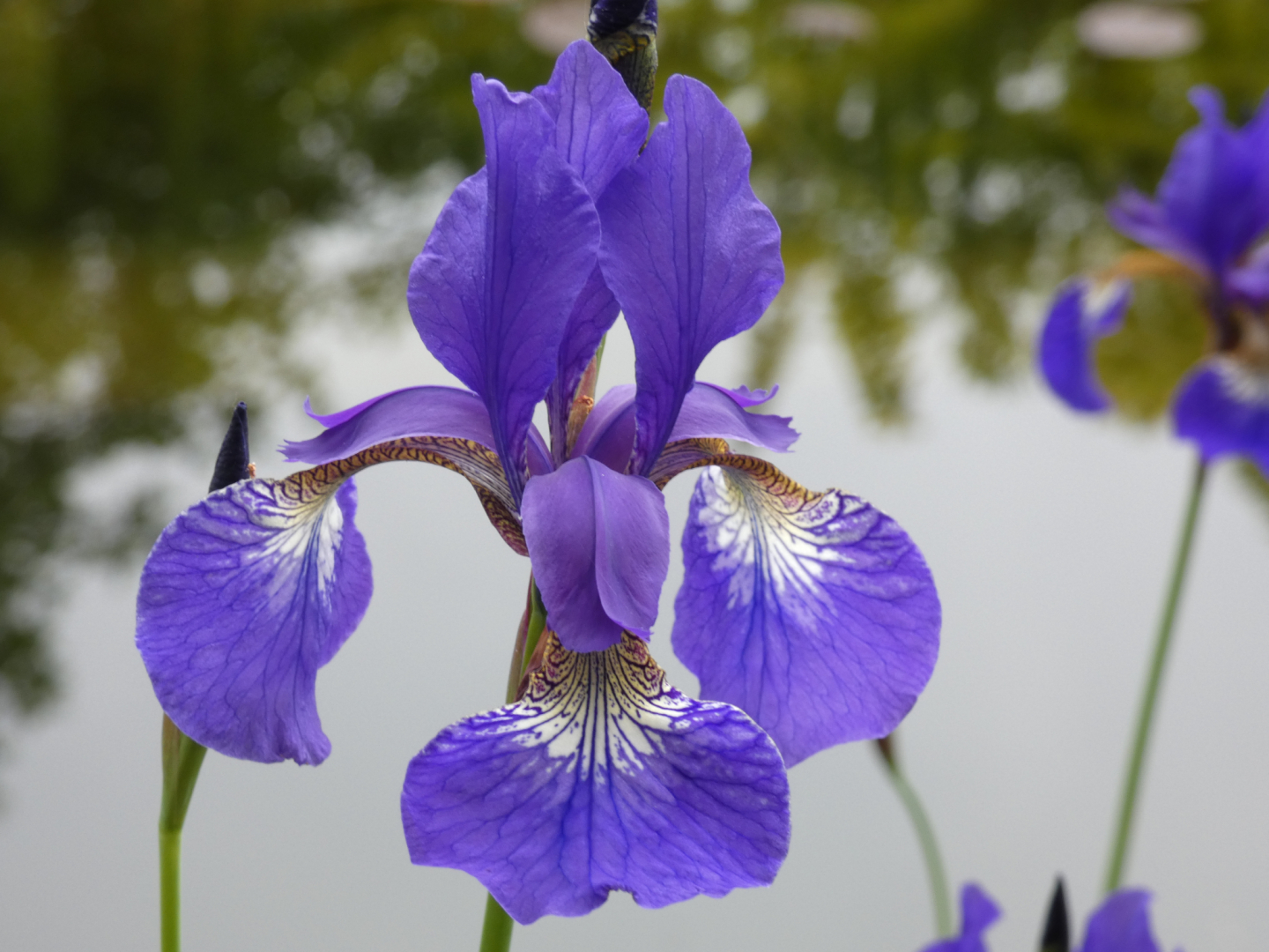 Blaue Sumpf - Schwertlilie Iris versicolor