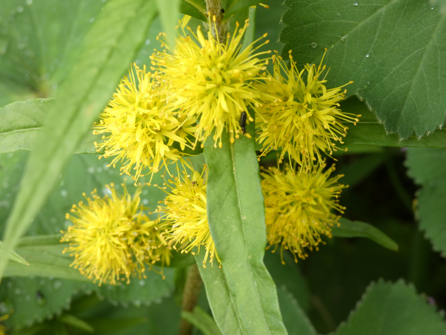 Straußblütiger Gilbweiderich  Lysimachia thyrsiflora
