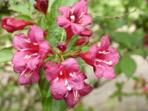 Weigelie   Weigelia
