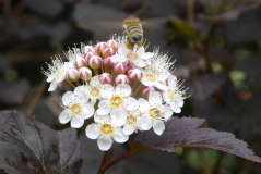 Rote Blasenspiere    Physocarpus opulifolius ‘Diabolo’