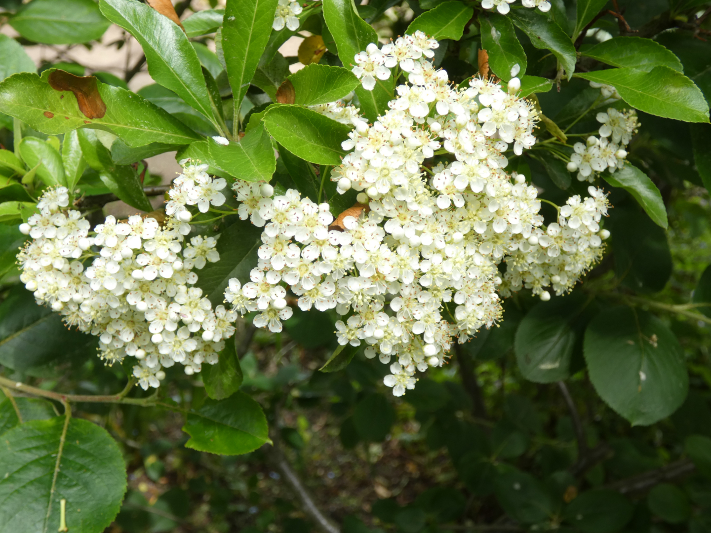 Feuerdorn  Pyracantha
