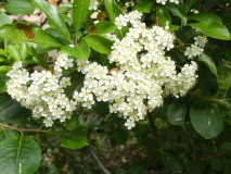 Feuerdorn  Pyracantha