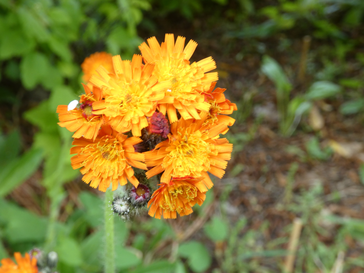 Orangerotes Habichtskraut  Hieracium aurantiacum