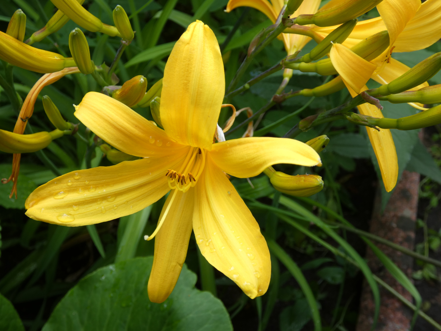 Kleine Taglilie   Hemerocallis minor