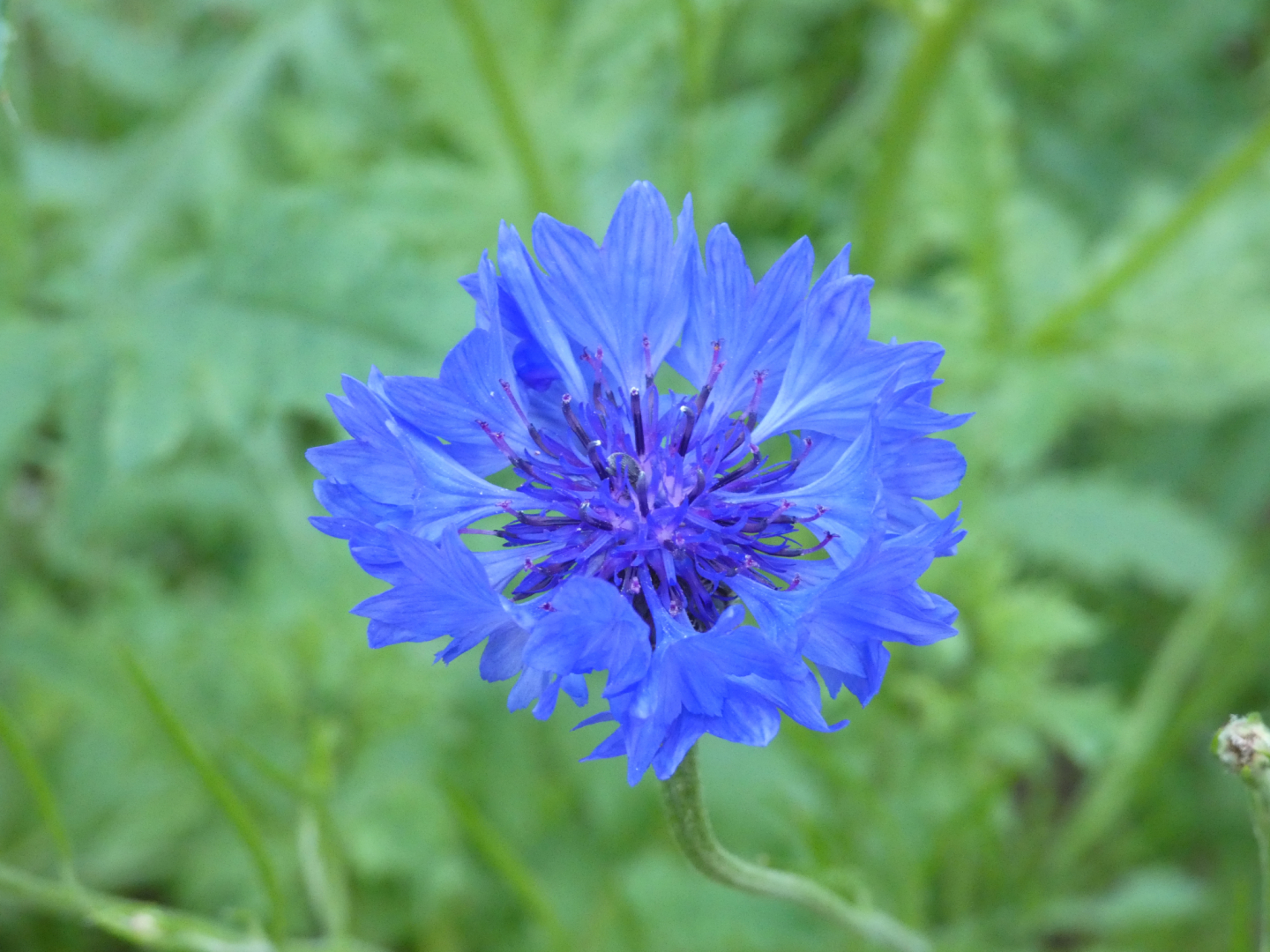 Kornblume    Centaurea cyanus