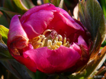 pfingstrose623.jpg