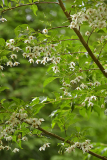 06_25_01_styrax1