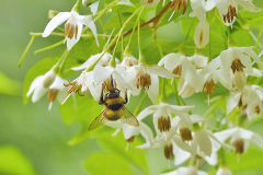 06_25_02_styrax2