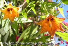 canaria canariensis.jpg
