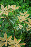 06_25_10_rhodopachy