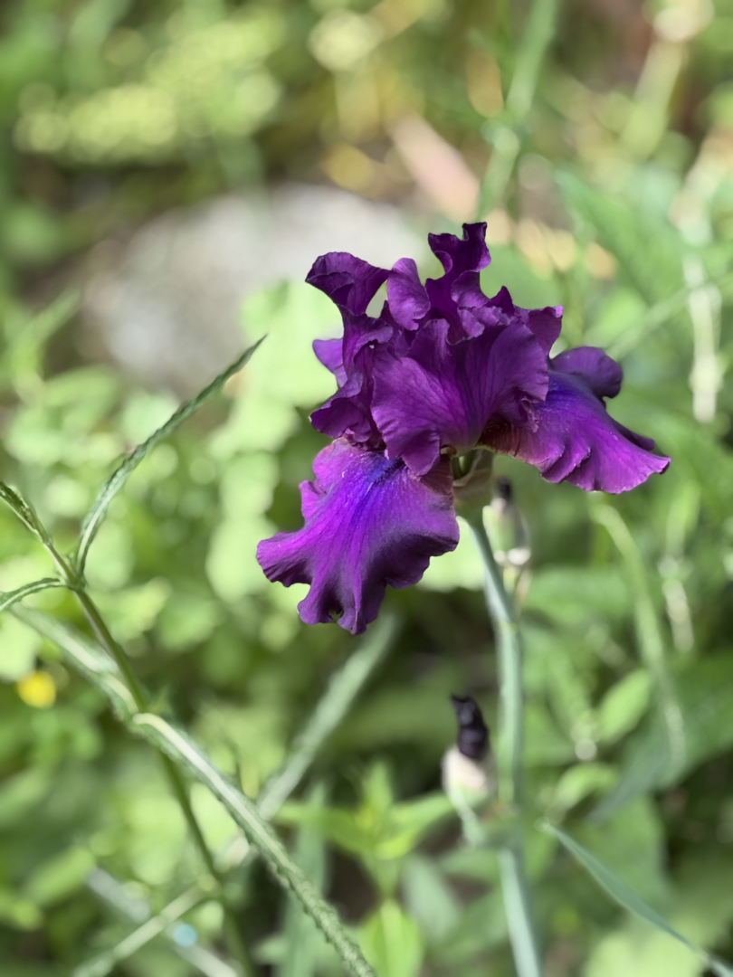 Iris
