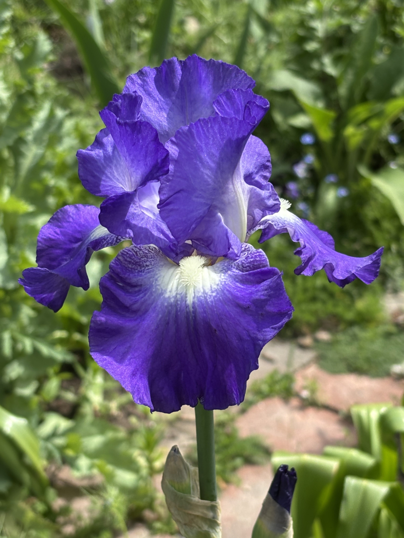 Iris