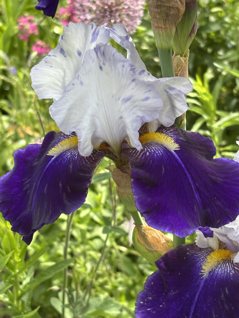 Iris