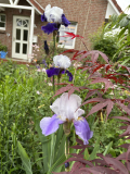 Iris
