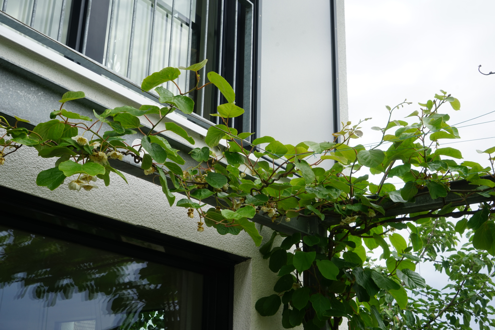 Pergola Weibchen zweitriebeig DSC07421