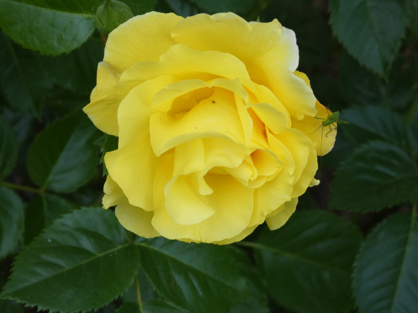 Strauchrose Lichtkönigin Lucia